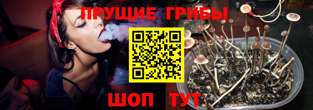 Богородицк  Галлюциногенные грибы ЛСД  Галлюциногенные грибы мицелий  Вход с VPN 